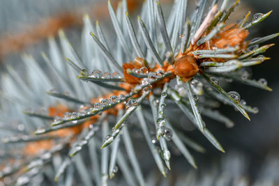 Close-up of frost on branch