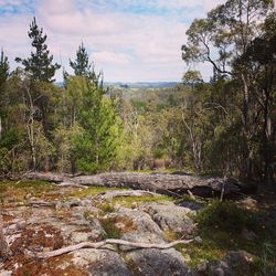 Plants growing on rocks against sky
