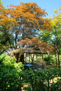 Trees and plants in park during autumn