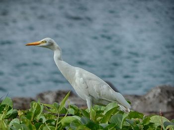 Bird perching on a rock