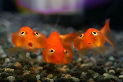 Close-up of fish swimming in aquarium