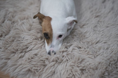 High angle view of dog lying on rug