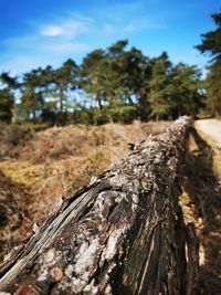 Close-up of fallen tree in forest