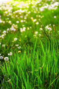 Full frame shot of plants growing on field