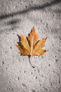 High angle view of maple leaf on sidewalk