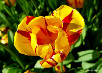 Close-up of yellow tulip