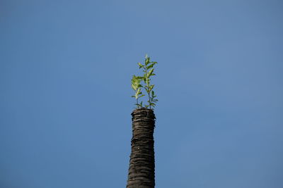 Low angle view of tree against clear blue sky