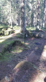 Trees growing in forest