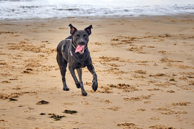 Dog running on beach