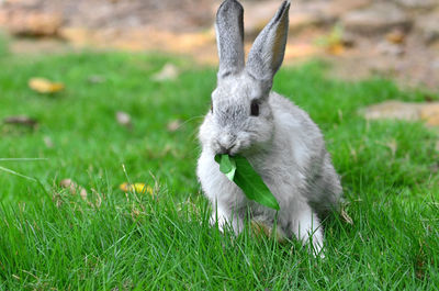 View of an animal on land