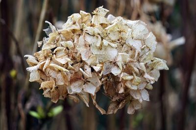 Close-up of wilted flower