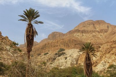 Palm trees on mountains against sky