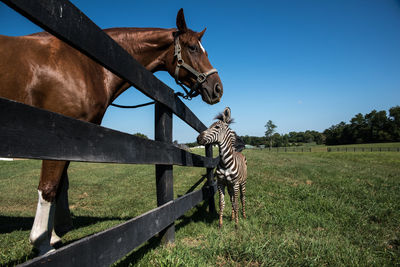 Zebra foal and brown horse standing by fence at ranch against clear blue sky