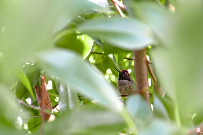 Hummingbird through leaves in tree