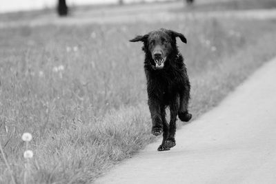 Dog grazing on grassy field