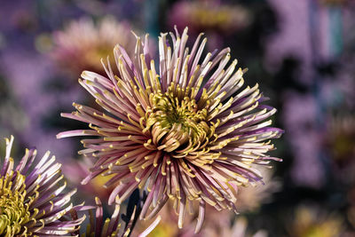 Chrysanthemum close up in autumn sunny day in the garden. autumn flowers. flower head