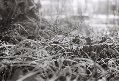 Close-up of dried plant on field