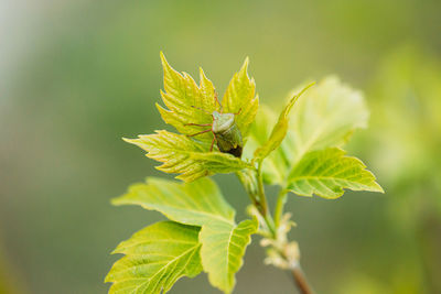 Close-up of insect on leaves