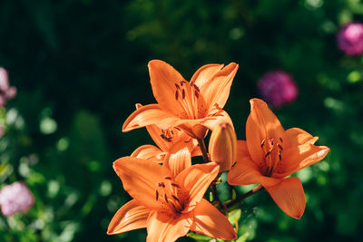 Close-up of orange flowering plant