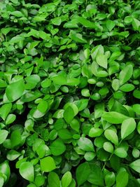 Full frame shot of green leaves