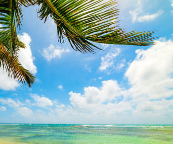 Palm tree by sea against sky