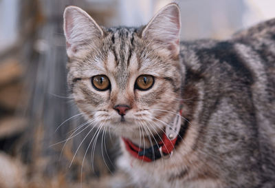 Close-up portrait of tabby cat