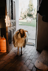 Dog standing on footpath