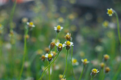 Close-up of flowering plants growing on field