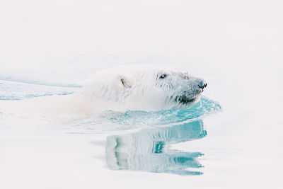 Close-up of white bear