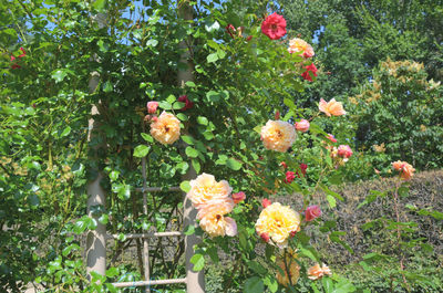 Close-up of pink flowers blooming outdoors