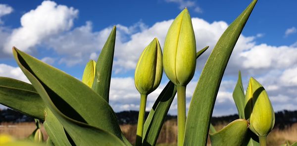 Low angle view of flowering plant against sky