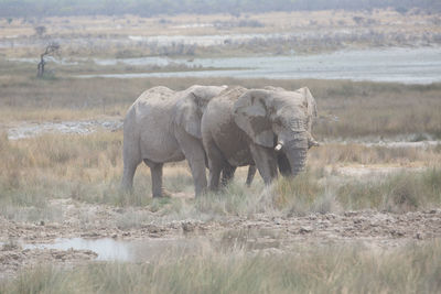 Elephant drinking water in lake