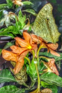 Close-up of flower