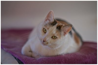 Close-up of cat resting