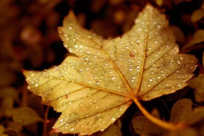 Close-up of raindrops on leaf