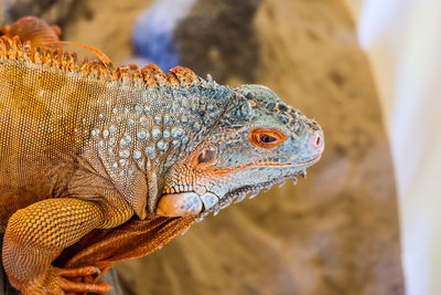 Close-up of a lizard