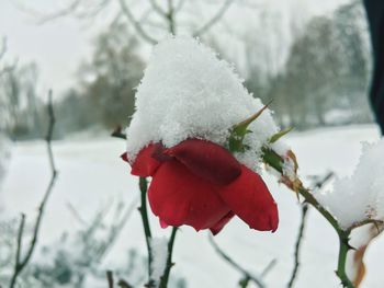 Close-up of snow covered tree