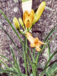 Close-up of day lily blooming outdoors