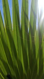 Low angle view of palm tree leaves