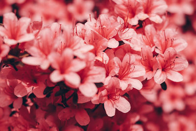 Close-up of pink cherry blossoms