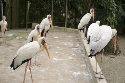 Birds perching on footpath at park