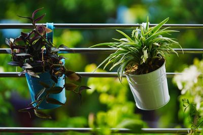 Close-up of potted plant hanging on metal