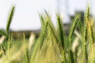 Close-up of stalks in field