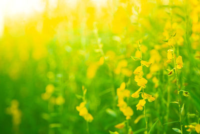 Close-up of yellow flowering plant on field