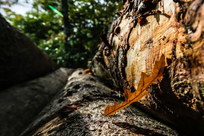 Close-up of lizard on tree trunk