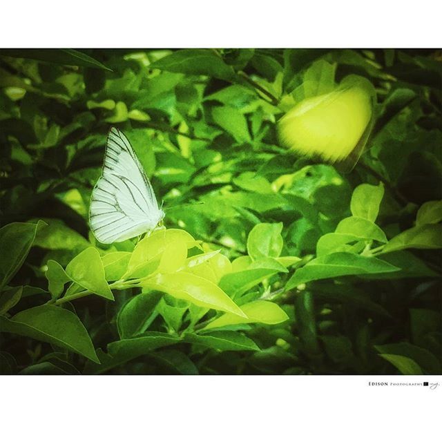 transfer print, auto post production filter, green color, leaf, growth, close-up, plant, nature, wildlife, beauty in nature, insect, high angle view, day, fragility, green, outdoors, animals in the wild, freshness, no people, animal themes