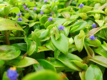 Close-up of purple flowers