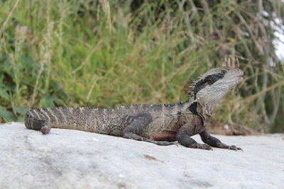 Close-up of lizard on rock