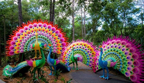 Peacock representations on country road against trees