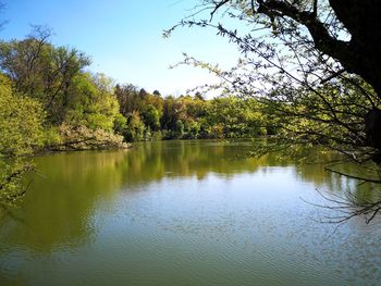 Scenic view of lake in forest against sky